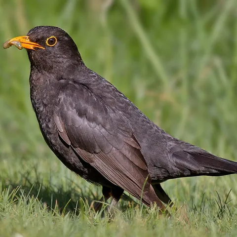 Amsel