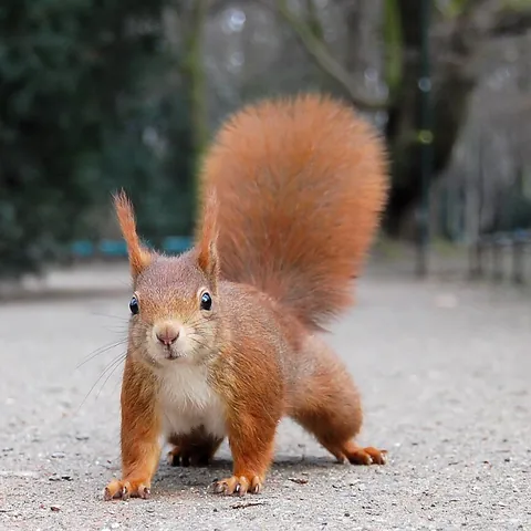 Eichhörnchen