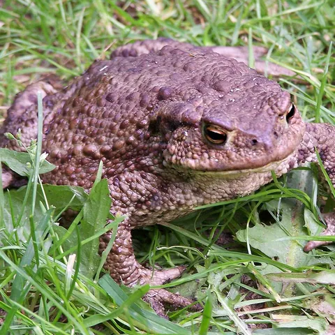 Erdkröte