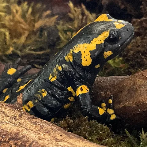 Feuersalamander