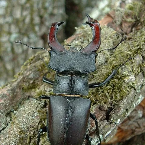 Hirschkäfer