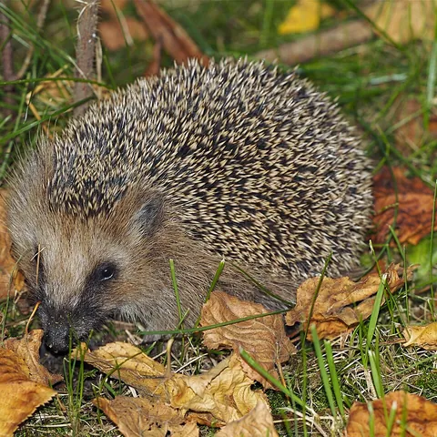 Braunbrustigel