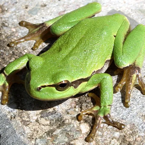 Europäischer Laubfrosch