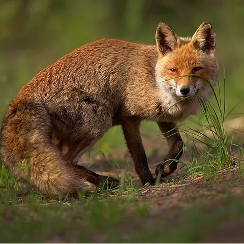Rotfuchs