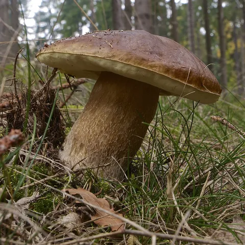 Steinpilz